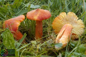 Hygrocybe intermedia (7)